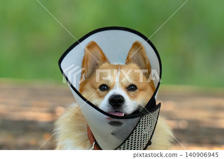 Pembroke Welsh Corgi wearing an Elizabethan collar. Pembroke Welsh Corgi wearing an Elizabethan collar. 140906945