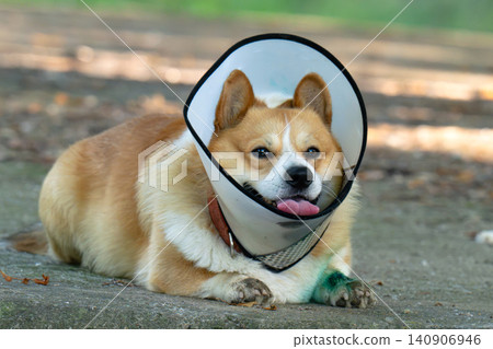 Pembroke Welsh Corgi wearing an Elizabethan collar. 140906946