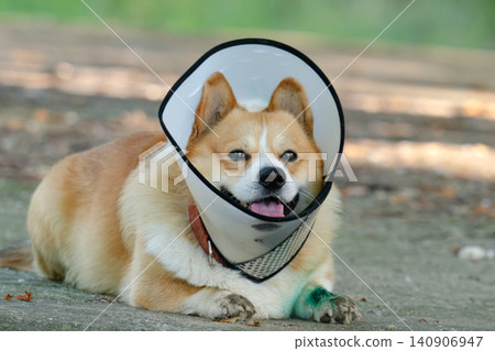 Pembroke Welsh Corgi wearing an Elizabethan collar. Pembroke Welsh Corgi wearing an Elizabethan collar. 140906947