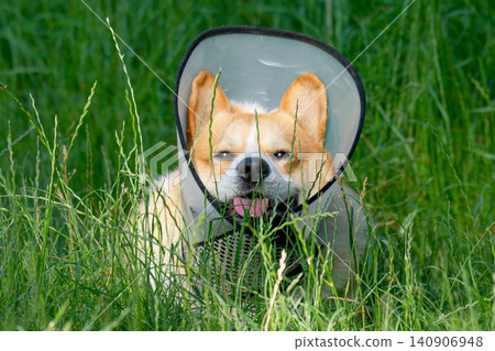 Pembroke Welsh Corgi wearing an Elizabethan collar. Pembroke Welsh Corgi wearing an Elizabethan collar. 140906948