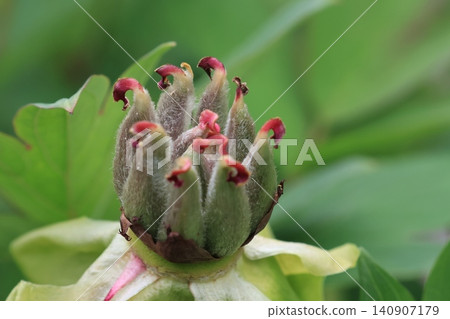 Peony fruit Peony fruit 140907179