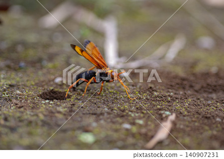 Spider wasps, bees, insects, nests, ecology, ground, digging Spider wasps, bees, insects, nests, ecology, ground, digging 140907231