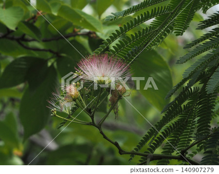 Albizia julibrissin (Albizia julibrissin in Gennai Green Space) with pink and white flowers and buds. Albizia julibrissin (Albizia julibrissin in Gennai Green Space) with pink and white flowers and buds. 140907279