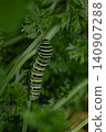 Papilio machaon hippocrates (swallowtail butterfly larva, caterpillar, insect, parsley) 140907288