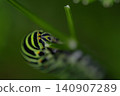 Papilio machaon hippocrates (swallowtail butterfly larva, caterpillar, insect, parsley) 140907289