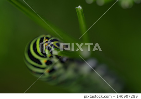 Papilio machaon hippocrates (swallowtail butterfly larva, caterpillar, insect, parsley) Papilio machaon hippocrates (swallowtail butterfly larva, caterpillar, insect, parsley) 140907289