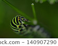 Papilio machaon hippocrates (swallowtail butterfly larva, caterpillar, insect, parsley) 140907290