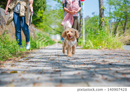 一隻玩具貴賓犬沿著春意盎然的人行道漫步。 140907428