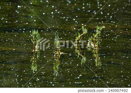 Natural background with water surface, reflections and plants in the swamp. Natural background with water surface, reflections and plants in the swamp. 140907492