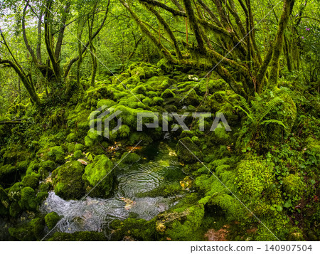 A dense, lush forest thicket with a predominance of bright green shades. A dense, lush forest thicket with a predominance of bright green shades. 140907504