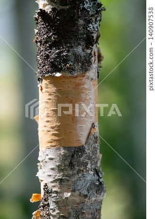 Birch tree trunk close up. Texture of peeling white and golden bark Birch tree trunk close up. Texture of peeling white and golden bark 140907538