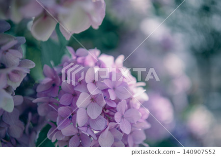 繡球 繡球 140907552