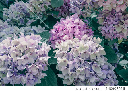 繡球 繡球 140907616