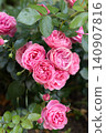 Close-up vertical shot of blooming pink rose with water drops on green leaves after rain in natural garden setting. 140907816