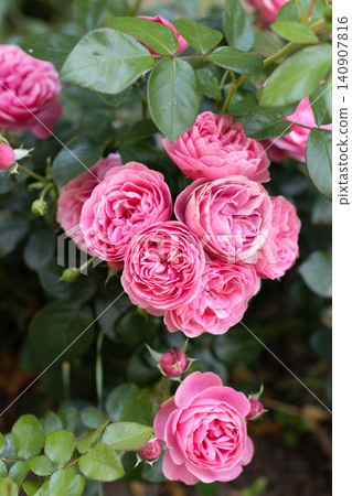 Close-up vertical shot of blooming pink rose with water drops on green leaves after rain in natural garden setting. Close-up vertical shot of blooming pink rose with water drops on green leaves after rain in natural garden setting. 140907816