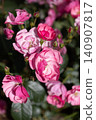 Close-up vertical shot of blooming pink rose with water drops on green leaves after rain in natural garden setting. 140907817