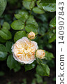 Close-up vertical shot of blooming peach cream english rose with water drops on green leaves after rain in natural garden setting. 140907843