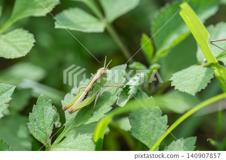 locust larvae locust larvae 140907857