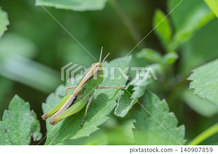 locust larvae locust larvae 140907859