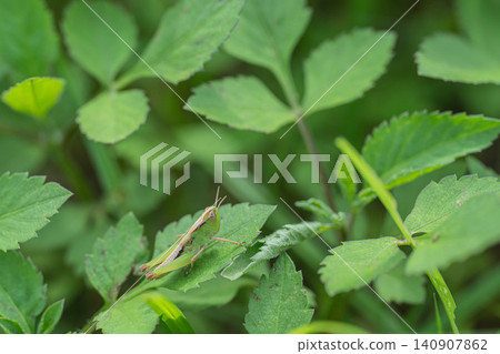 locust larvae locust larvae 140907862