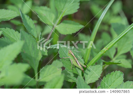 locust larvae locust larvae 140907865