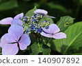 Hydrangea blooming in the clear of the rainy season 140907892