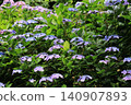 Hydrangea blooming in the clear of the rainy season 140907893