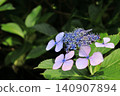 Hydrangea blooming in the clear of the rainy season 140907894