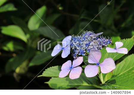 Hydrangea blooming in the clear of the rainy season Hydrangea blooming in the clear of the rainy season 140907894