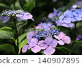 Hydrangea blooming in the clear of the rainy season 140907895