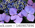 Hydrangea blooming in the clear of the rainy season 140907896