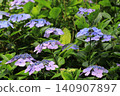 Hydrangea blooming in the clear of the rainy season 140907897