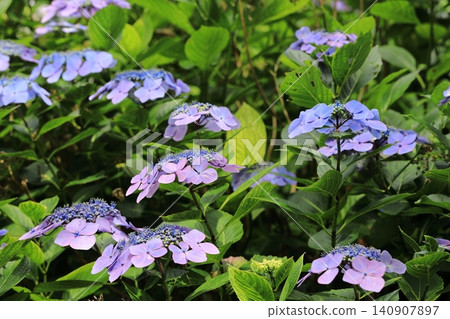 Hydrangea blooming in the clear of the rainy season 140907897