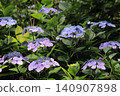 Hydrangea blooming in the clear of the rainy season 140907898