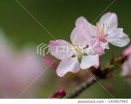 4月盛開的淡粉色可愛櫻花“高根大山櫻花” 4月盛開的淡粉色可愛櫻花“高根大山櫻花” 140907993