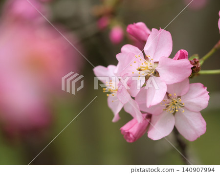 4月盛開的淡粉色可愛櫻花“高根大山櫻花” 4月盛開的淡粉色可愛櫻花“高根大山櫻花” 140907994