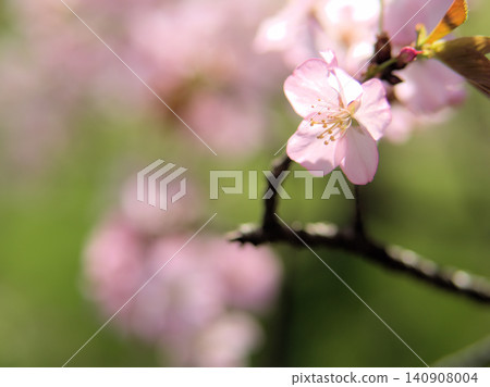 4月盛開的淡粉色可愛櫻花“高根大山櫻花” 4月盛開的淡粉色可愛櫻花“高根大山櫻花” 140908004