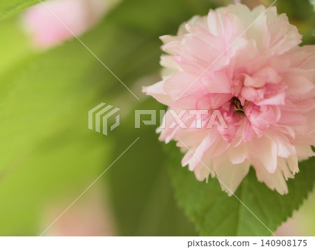 兼六園美麗的櫻花,名為“兼六園菊櫻”,在四月盛開。 兼六園美麗的櫻花,名為“兼六園菊櫻”,在四月盛開。 140908175
