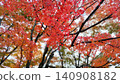 Autumn maple leaves Autumn maple leaves 140908182