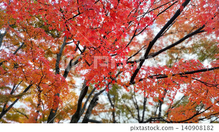 Autumn maple leaves Autumn maple leaves 140908182