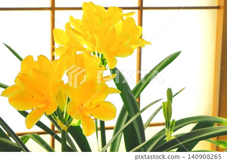 The elegant yellow-flowered Clivia The elegant yellow-flowered Clivia 140908265