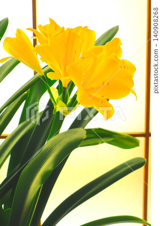 The elegant and beautiful yellow-flowered Clivia The elegant and beautiful yellow-flowered Clivia 140908268