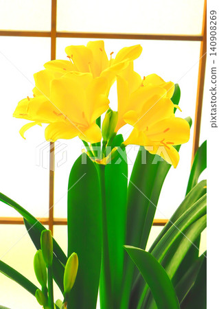 The elegant upright form of the yellow-flowered Clivia 140908269