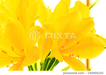 Gorgeous and elegant yellow lily 140908283
