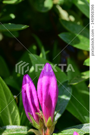 特寫鏡頭展現了紫色杜鵑花花苞，沐浴在冉冉升起的太陽的強烈陽光下，樹葉投下清晰的陰影。 140908366