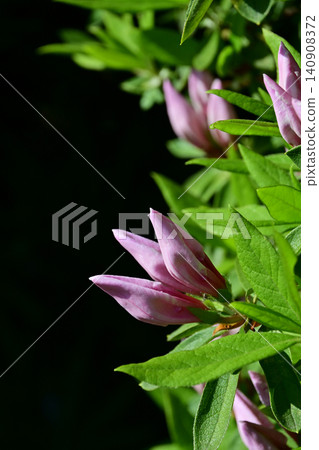 A vertical composition of pale pink azalea buds and fresh green leaves, powerfully reaching out from deep shadows towards the morning sunlight. A vertical composition of pale pink azalea buds and fresh green leaves, powerfully reaching out from deep shadows towards the morning sunlight. 140908372