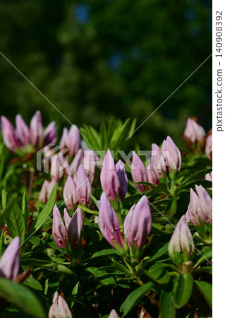 A vertical composition of pale pink azalea buds clustered together at the top of a hedge, bathed in the morning sunlight. A vertical composition of pale pink azalea buds clustered together at the top of a hedge, bathed in the morning sunlight. 140908392