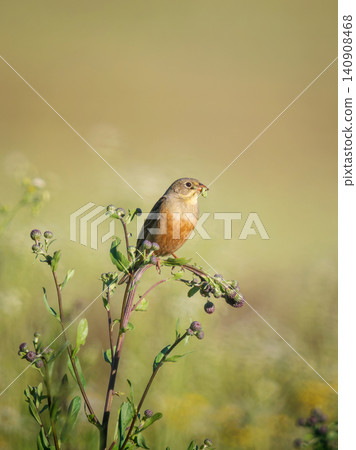Ortolan bunting Emberiza hortulana with green caterpillar in beak. Wild songbird perched on wildflower stem in warm golden hour sunlight meadow nature biology concept. Vertical. Copy space 140908468