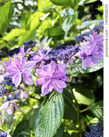 Lily purple hydrangea Lily purple hydrangea 140908629