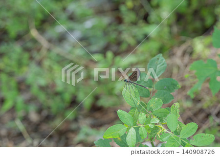 Hagorotorbo Hagorotorbo 140908726